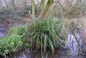 Pendulous Sedge